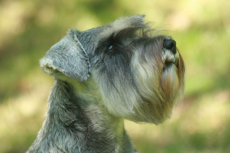 5 FEMELLES SCHNAUZERS NAINS POIVRE ET SEL NÉS LE 15/04/2026