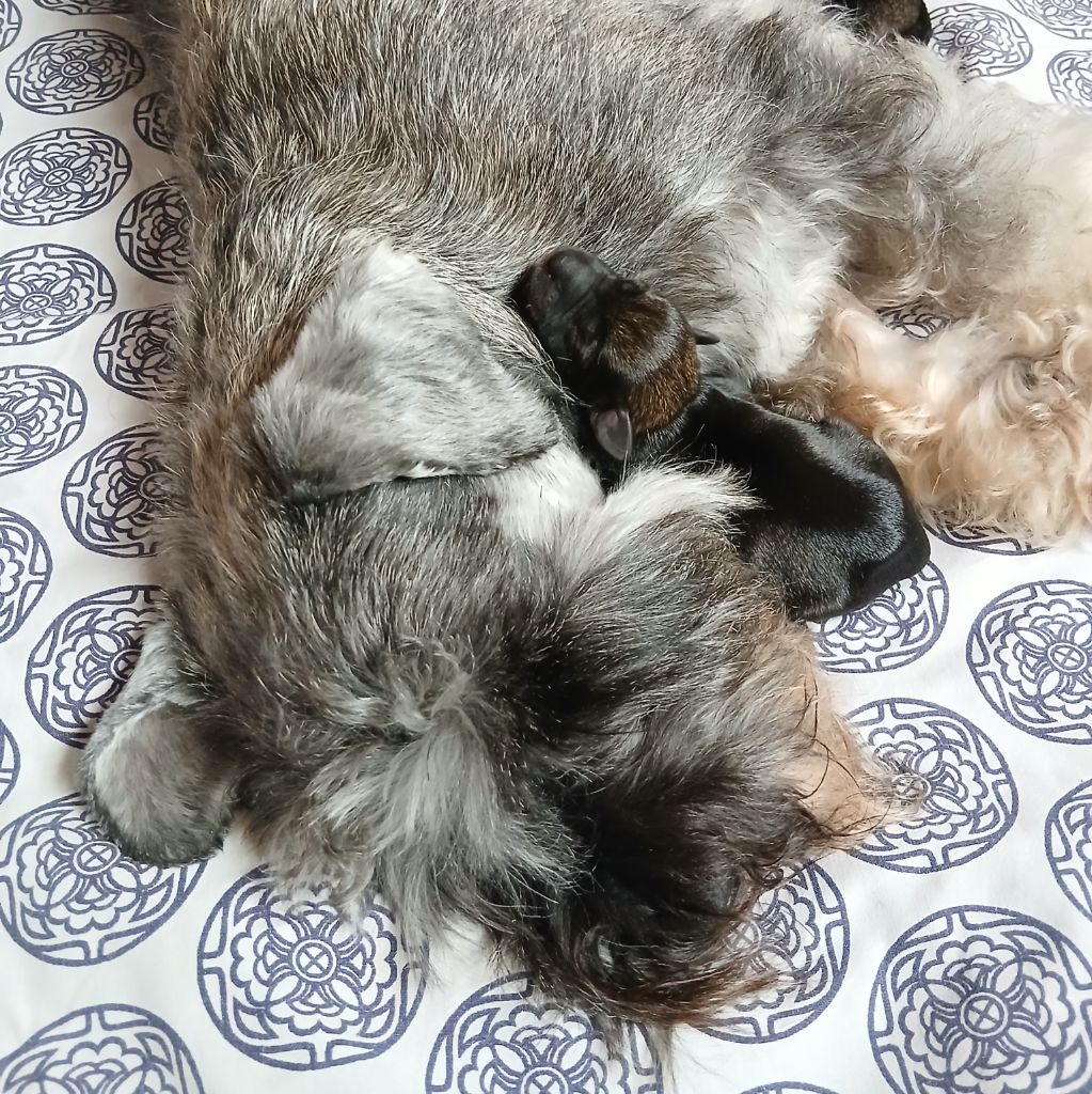 NAISSANCES - 8 CHIOTS - le 14/11/25