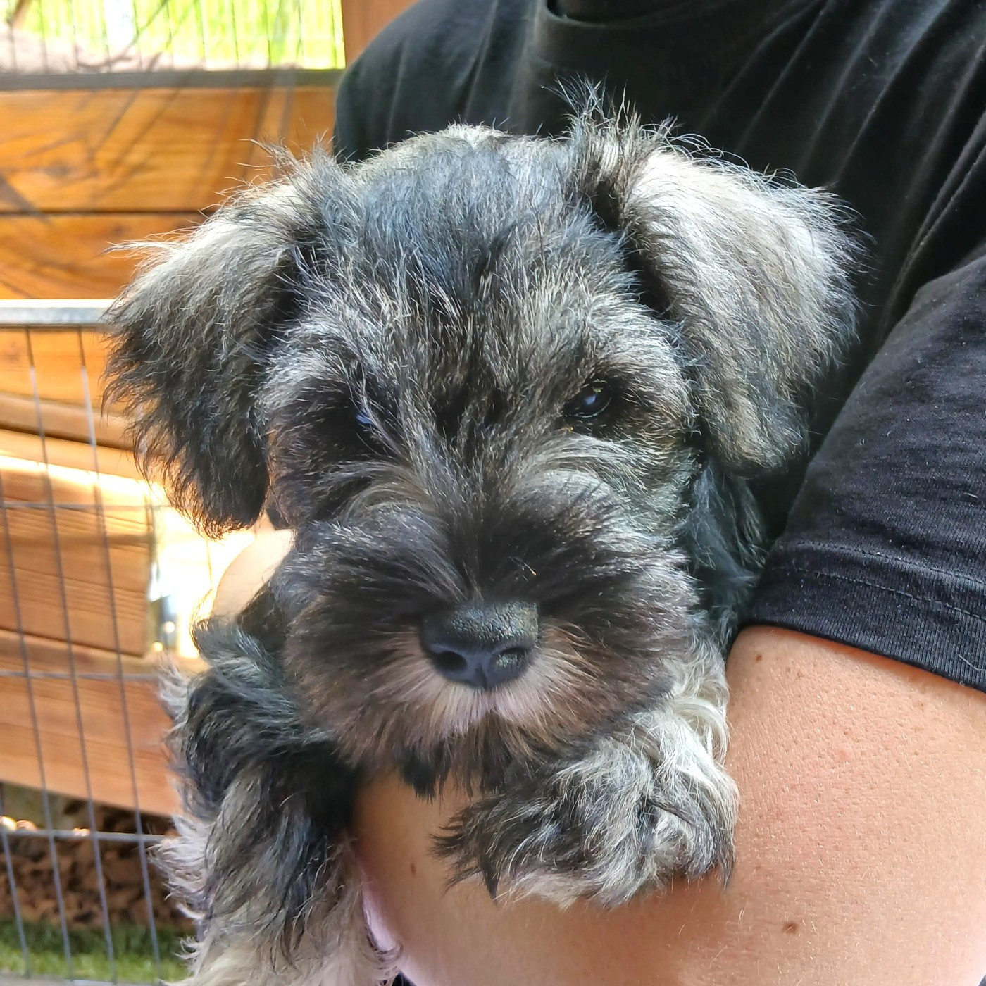 De La Forêt Enchantée - Chiots disponibles - Schnauzer miniature