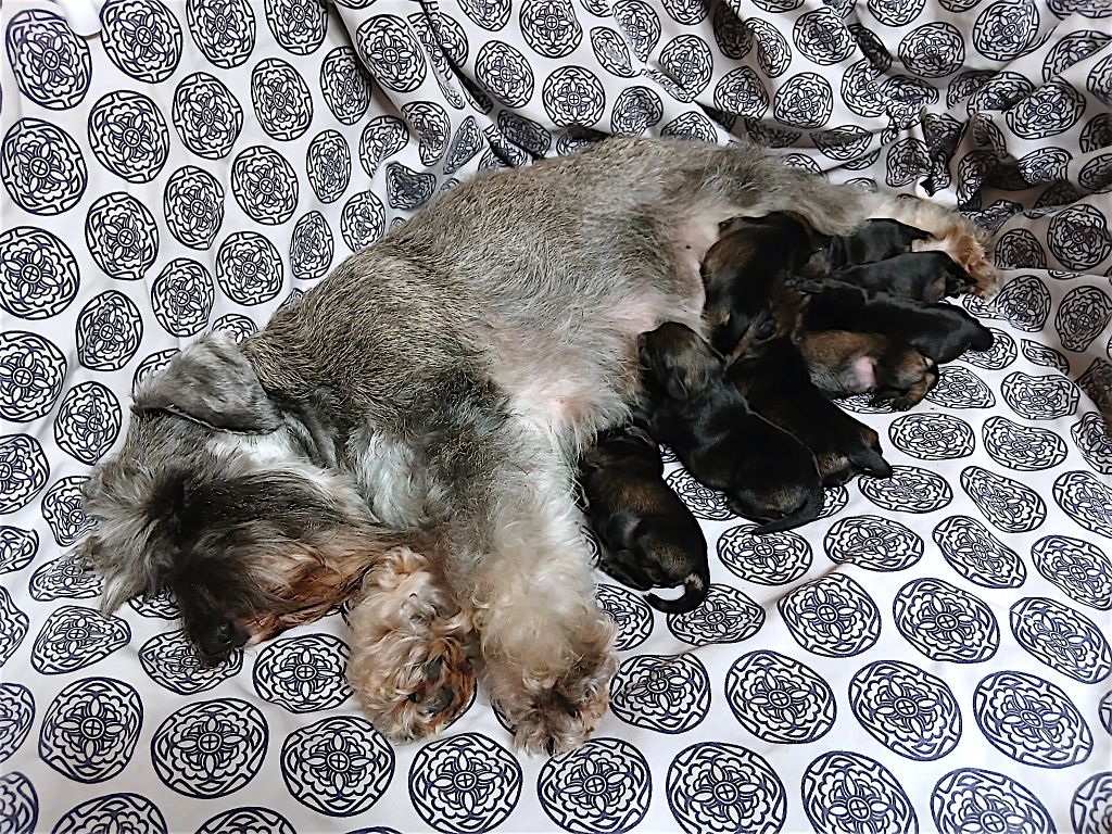 Chiot Schnauzer miniature De La Forêt Enchantée